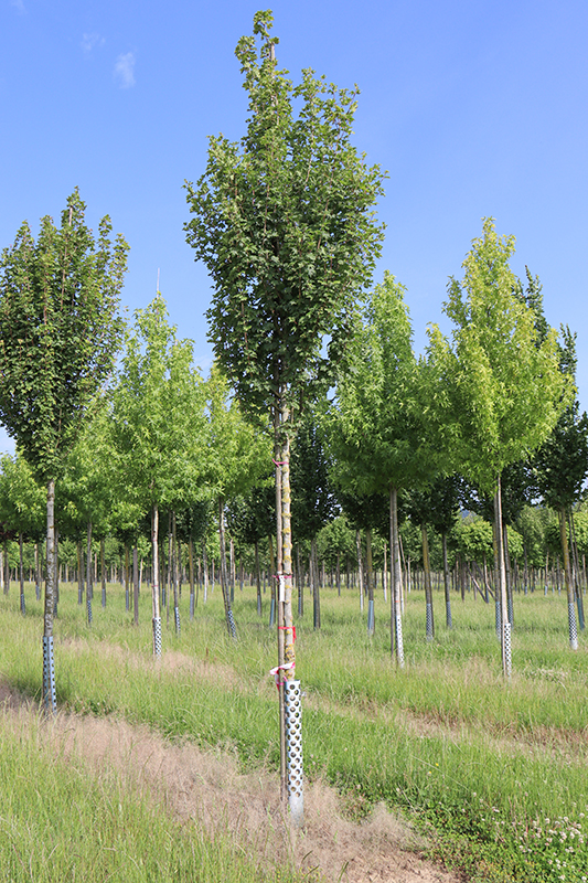 Feldahorn 'Huibers Elegant'