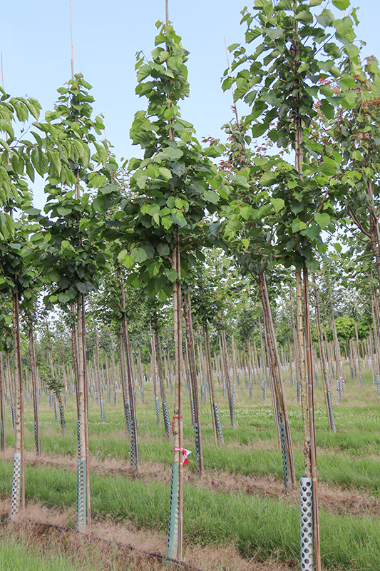Baum-Hasel
