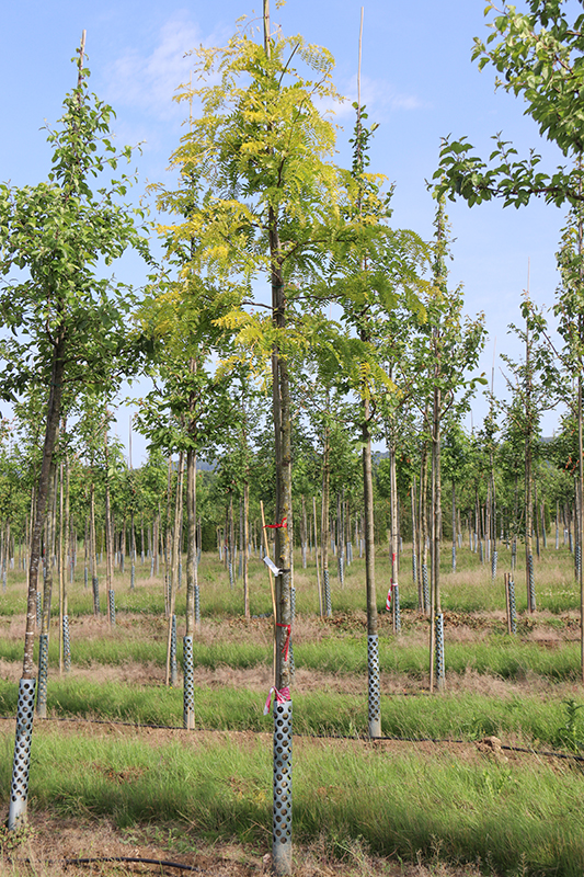 Gleditschie 'Sunburst'