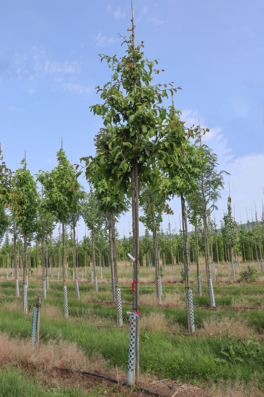 Eisenholzbaum
