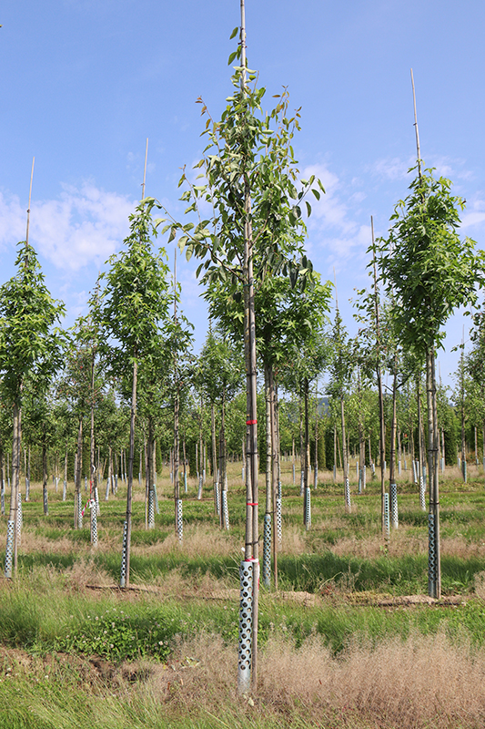 Felsenbirne 'Robin Hill'