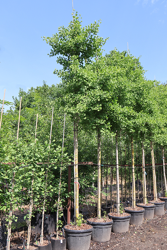 Ginkgo 'Fastigiata Blagon'