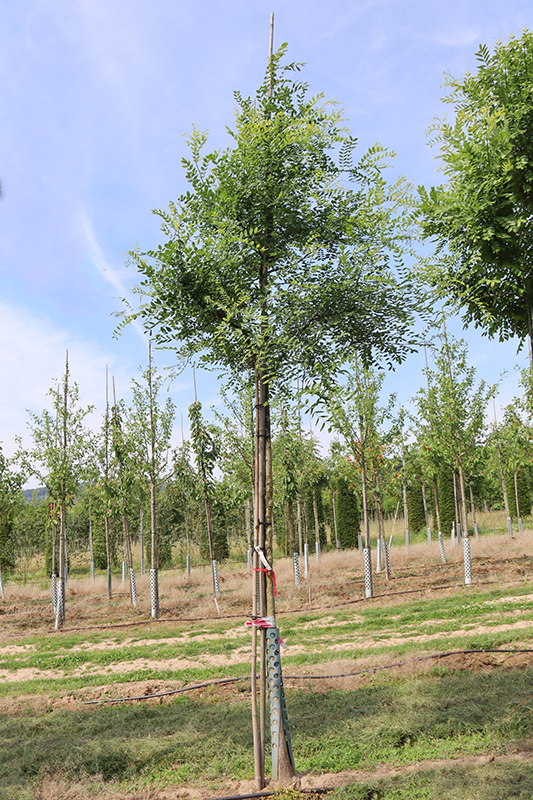 Japanischer Schnurbaum