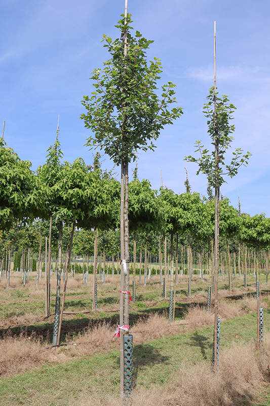 Dreilappiger Apfel