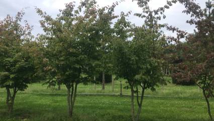 Parrotia persica - Eisenholzbaum