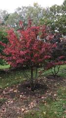 Parrotia persica - Eisenholzbaum