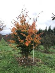 Parrotia persica - Eisenholzbaum