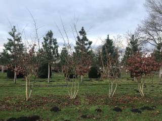 Parrotia persica - Eisenholzbaum