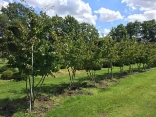 Parrotia persica - Eisenholzbaum