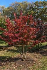 Parrotia persica - Eisenholzbaum