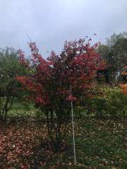 Parrotia persica - Eisenholzbaum