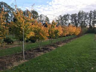 Parrotia persica - Eisenholzbaum