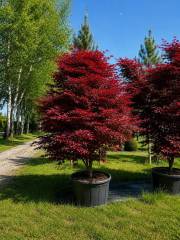 Acer Bloodgood - Roter Fächerahorn