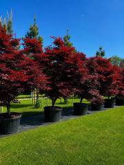 Acer Bloodgood - Roter Fächerahorn