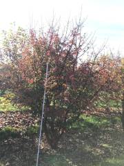 Acer griseum - Zimtahorn