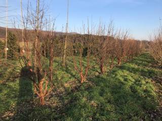 Acer griseum - Zimtahorn
