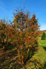 Acer griseum - Zimtahorn