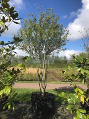 Amelanchier lamarckii - Kupferfelsenbirne