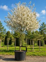 Amelanchier lamarckii - Kupferfelsenbirne