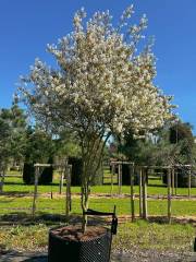 Amelanchier lamarckii - Kupferfelsenbirne