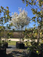 Amelanchier lamarckii - Kupferfelsenbirne