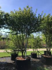 Amelanchier lamarckii - Kupferfelsenbirne