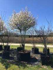 Amelanchier lamarckii - Kupferfelsenbirne