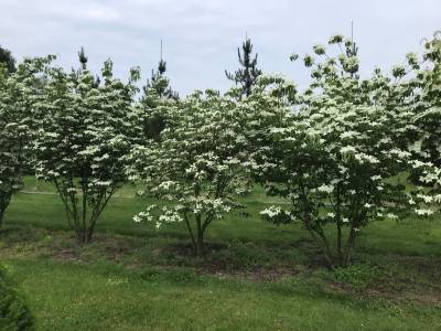 Cornus kousa chinensis - Chinesischer Blumen-Hartriegel