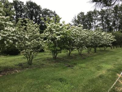 Cornus kousa chinensis - Chinesischer Blumen-Hartriegel
