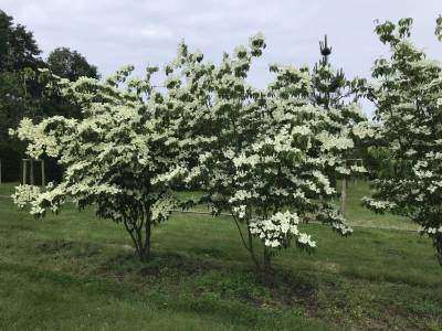Cornus kousa chinensis - Chinesischer Blumen-Hartriegel