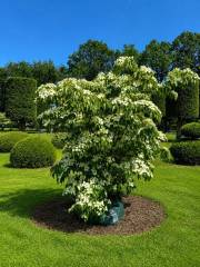Cornus kousa chinensis - Chinesischer Blumen-Hartriegel