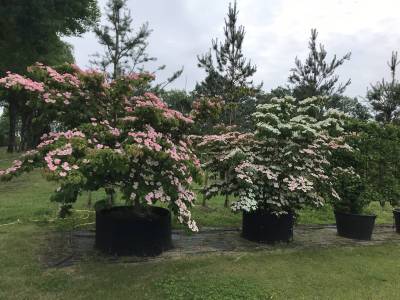 Cornus Satomi - Japanischer Blumen-Hartriegel