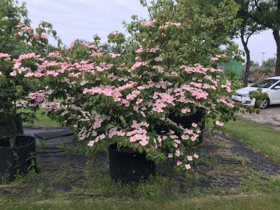 Cornus Satomi - Japanischer Blumen-Hartriegel