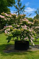 Cornus Satomi - Japanischer Blumen-Hartriegel
