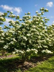 Cornus Venus - Japanischer Blumen-Hartriegel