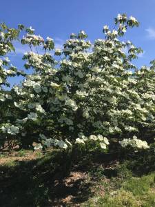 Cornus Venus - Japanischer Blumen-Hartriegel