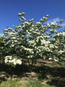 Cornus Venus - Japanischer Blumen-Hartriegel