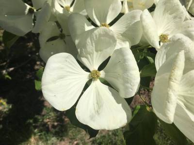 Cornus Venus - Japanischer Blumen-Hartriegel
