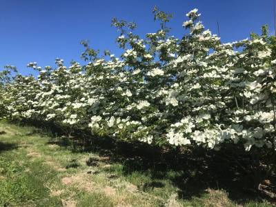 Cornus Venus - Japanischer Blumen-Hartriegel