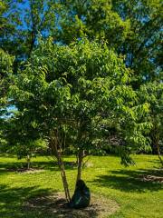 Heptacodium miconioides - Sieben-Söhne-des-Himmels-Strauch