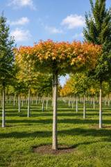Liquidambar - Amberbaum