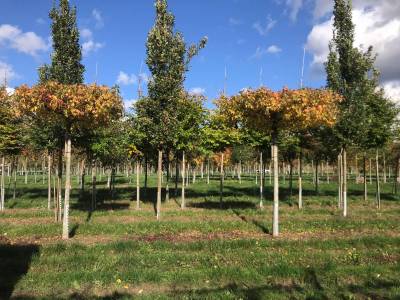 Liquidambar - Amberbaum