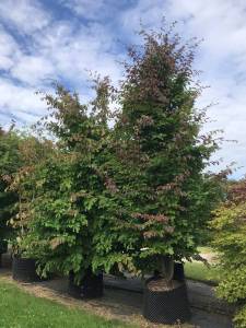 Parrotia persica 'Burgundy' - Eisenholzbaum