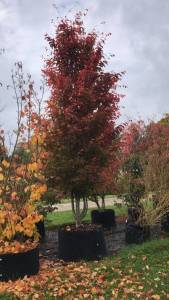 Parrotia persica 'Burgundy' - Eisenholzbaum