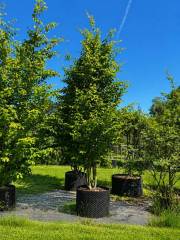 Parrotia persica 'Burgundy' - Eisenholzbaum
