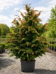 Parrotia persica - Eisenholzbaum