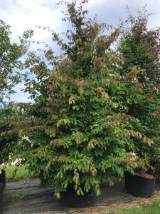 Parrotia persica - Eisenholzbaum