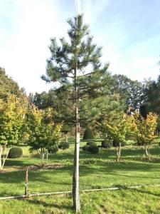 Pinus nigra - Schwarzkiefer