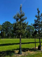 Pinus nigra - Schwarzkiefer