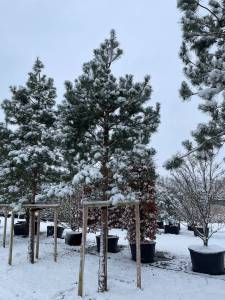 Pinus sylvestris - Waldkiefer